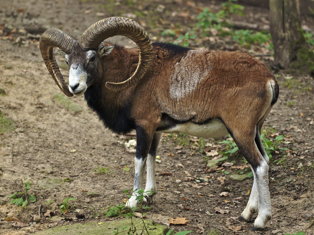 Das Mufflon gehört nicht zum heimischen Wild