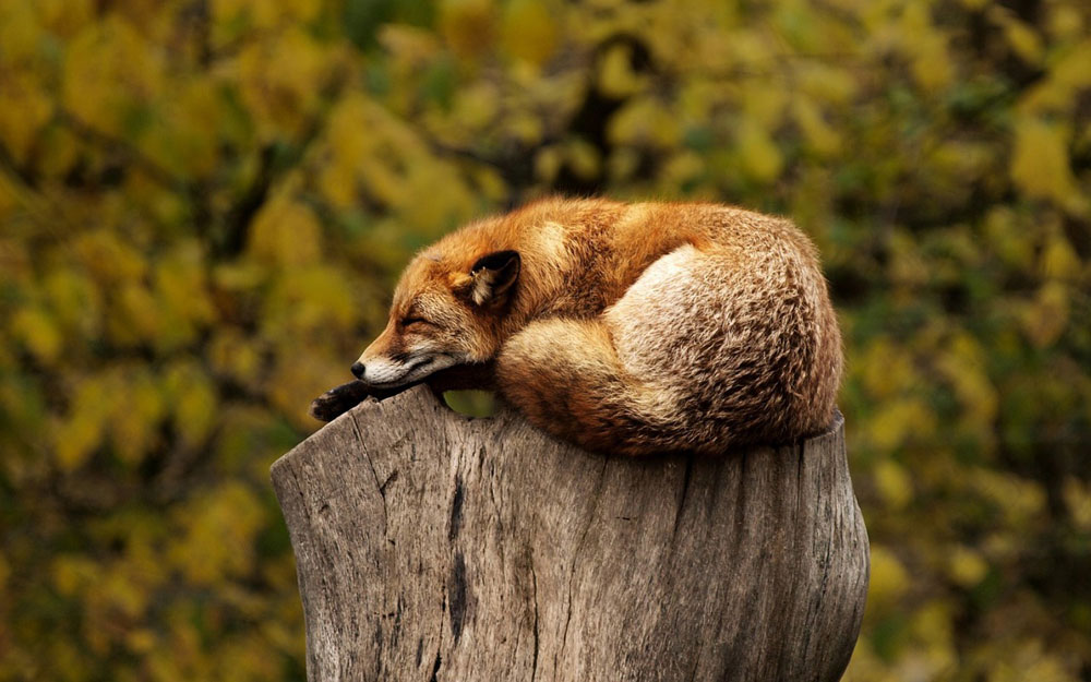 Fastenzeit - entspannt wie ein Fuchs