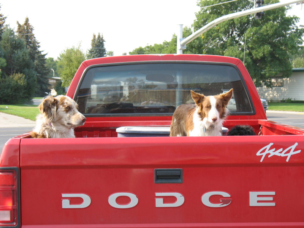 Drei Hunde auf dem Auto