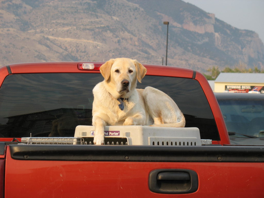 Hund mit Box auf der Laderampe des Autos