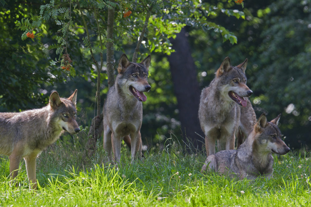 Wolfsbegegnung mit einem Rudel