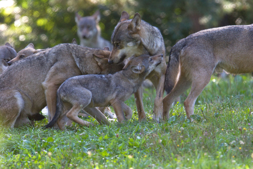 Wolfsmutter mit Kinder