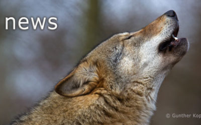 Umgang mit dem Wolf – Schnellabschüsse möglich machen, Artenschutz wahren