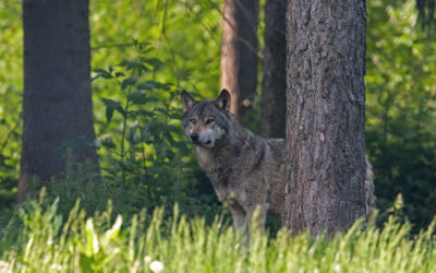 Seminar: Faszination Wolf & das geheime Leben der Bäume – Termine 2024