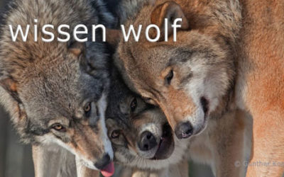 Wissen Wolf: Krankheitsausbrüche beeinflussen die Farbe der Wölfe in Nordamerika