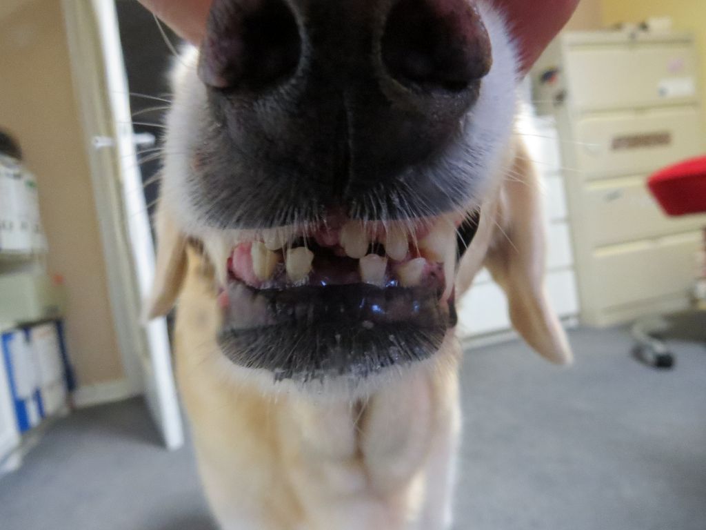 hund hat zahn verloren