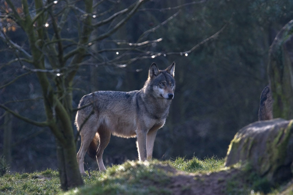 Wanderwolf
