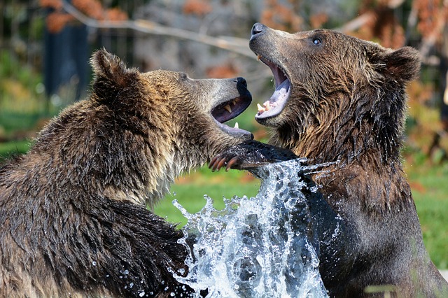 grizzly
