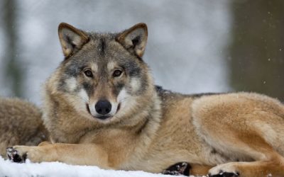 Geplante Herabstufung Wolf