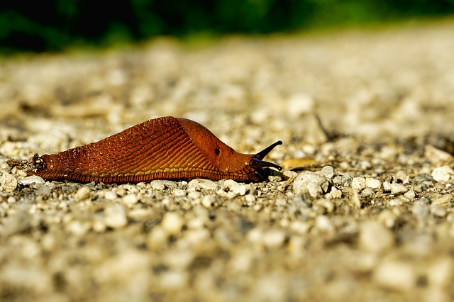 Schnecke