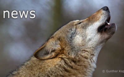 Monitoring zum Wolf in Deutschland 2022/2023