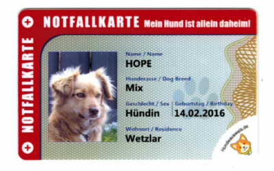 Notfall-Fürsorge für den Hund