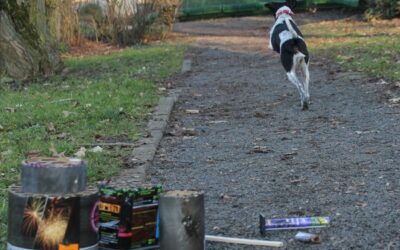 Trauriger Rekord: Weit mehr als 1.000 Tiere an Silvester entlaufen