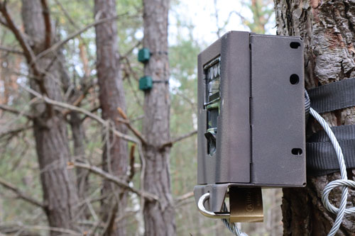 Mit künstlicher Intelligenz die Wildnis verstehen