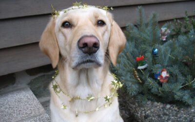 Tierisch entschleunigt