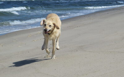 Reisen mit dem alten Hund – Genuss statt Stress