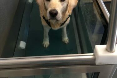 Hydrotherapie für Shira – oder wie ich meinen Hund ertränkte